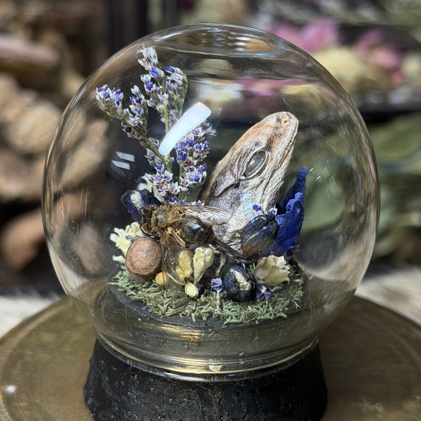 mummified gecko head globe cloche