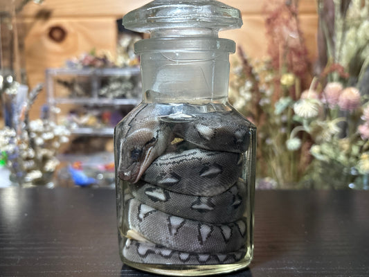 reticulated python hatchling wet specimen