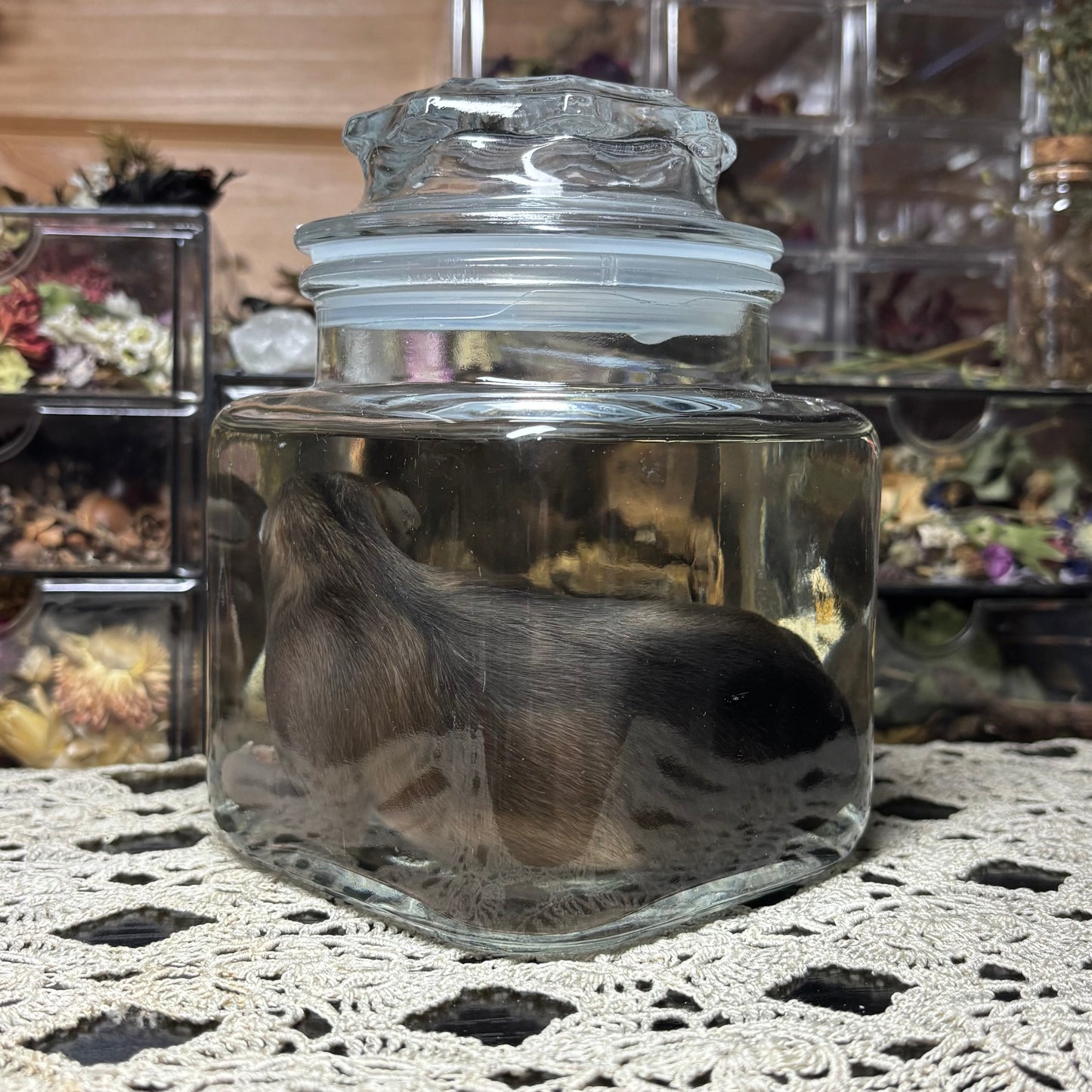 full term coyote puppy wet specimen