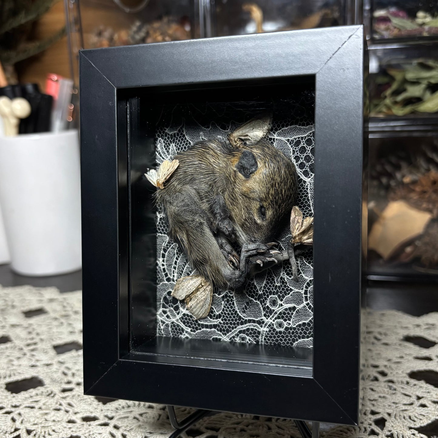 baby nutria & moths frame