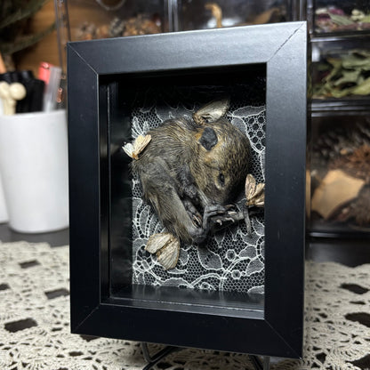 baby nutria & moths frame