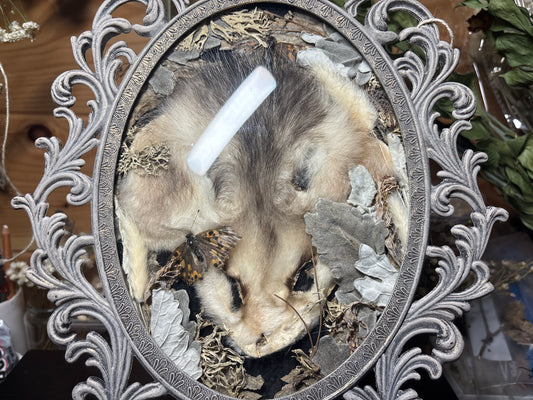 tanned opossum face & lady butterflies ornate frame