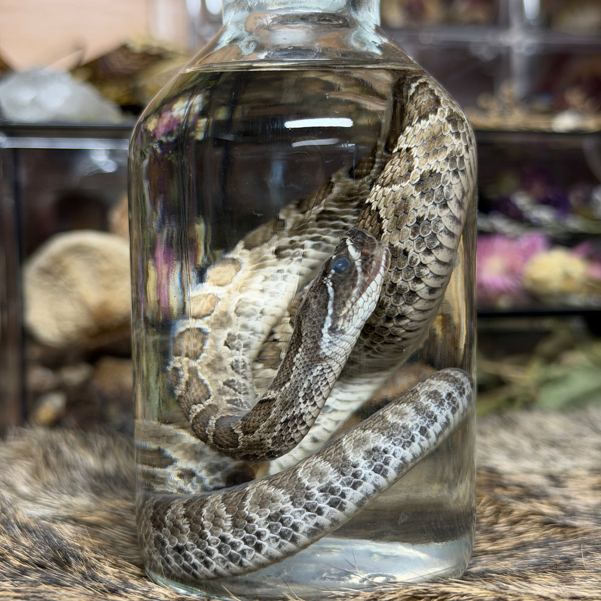 baby prairie rattlesnake wet specimen