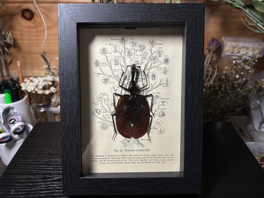 violin beetle frame