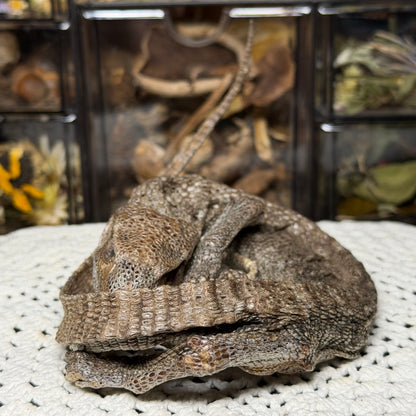 mummified adolescent savannah monitor lizard