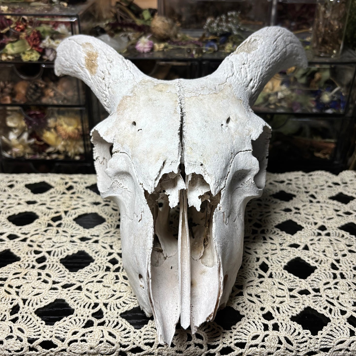 farmed ram skull top