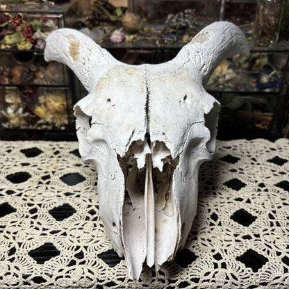 farmed ram skull top