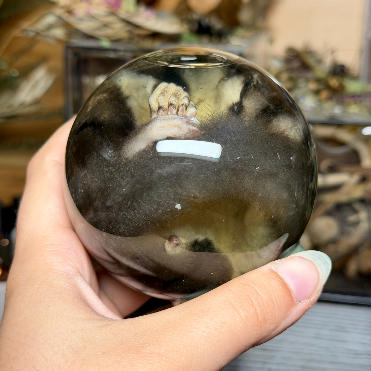 sugar glider globe wet specimen