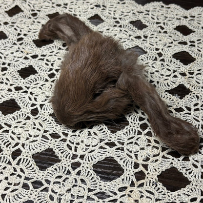 mummified domestic rabbit heads