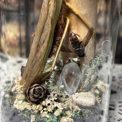 adult chinese praying mantis dome shrine