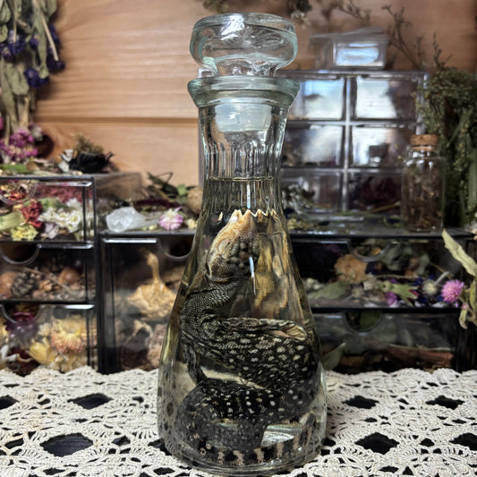 baby monitor lizard wet specimen