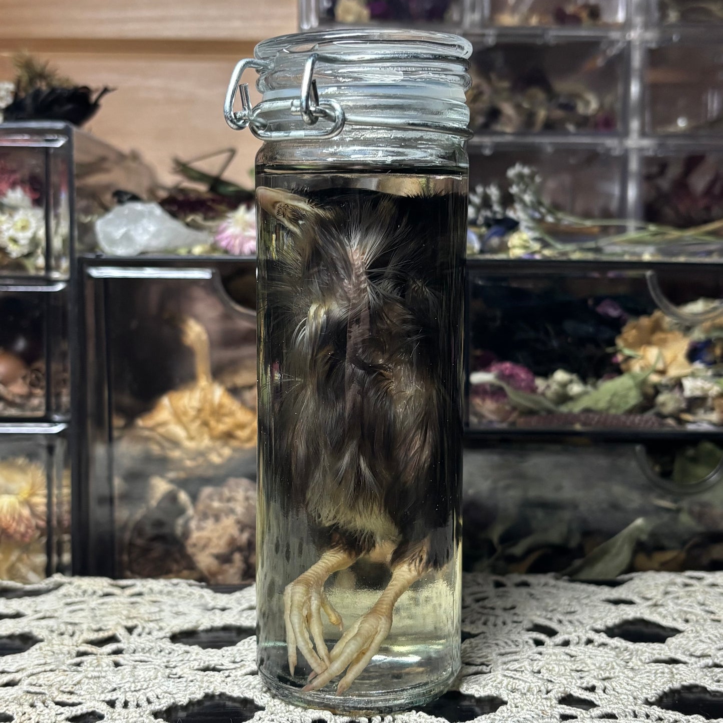 domestic chick wet specimen