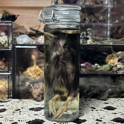 domestic chick wet specimen