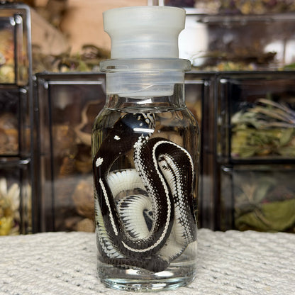 baby king snake wet specimen