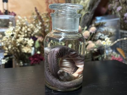 embryonic stillborn reticulated python wet specimen