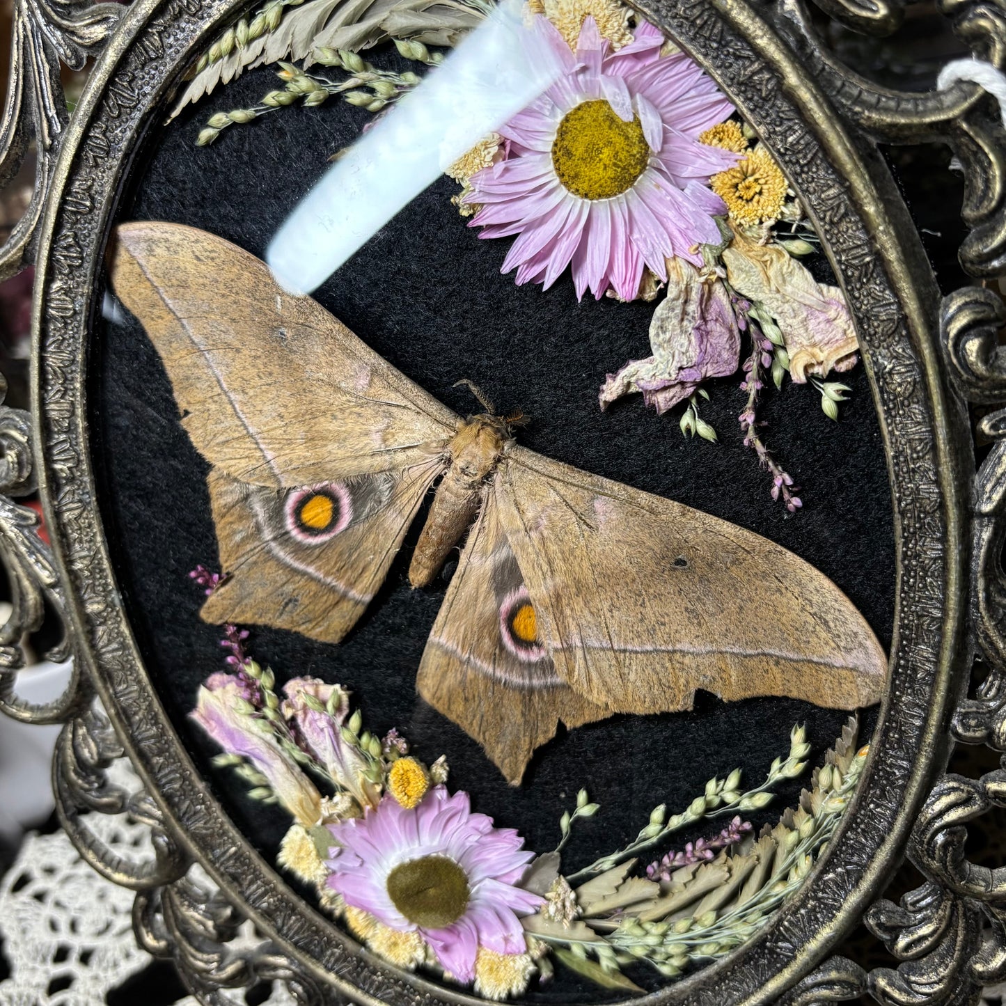 pink toned eyed silk moth vintage frame