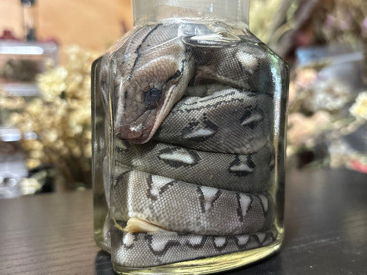 reticulated python hatchling wet specimen