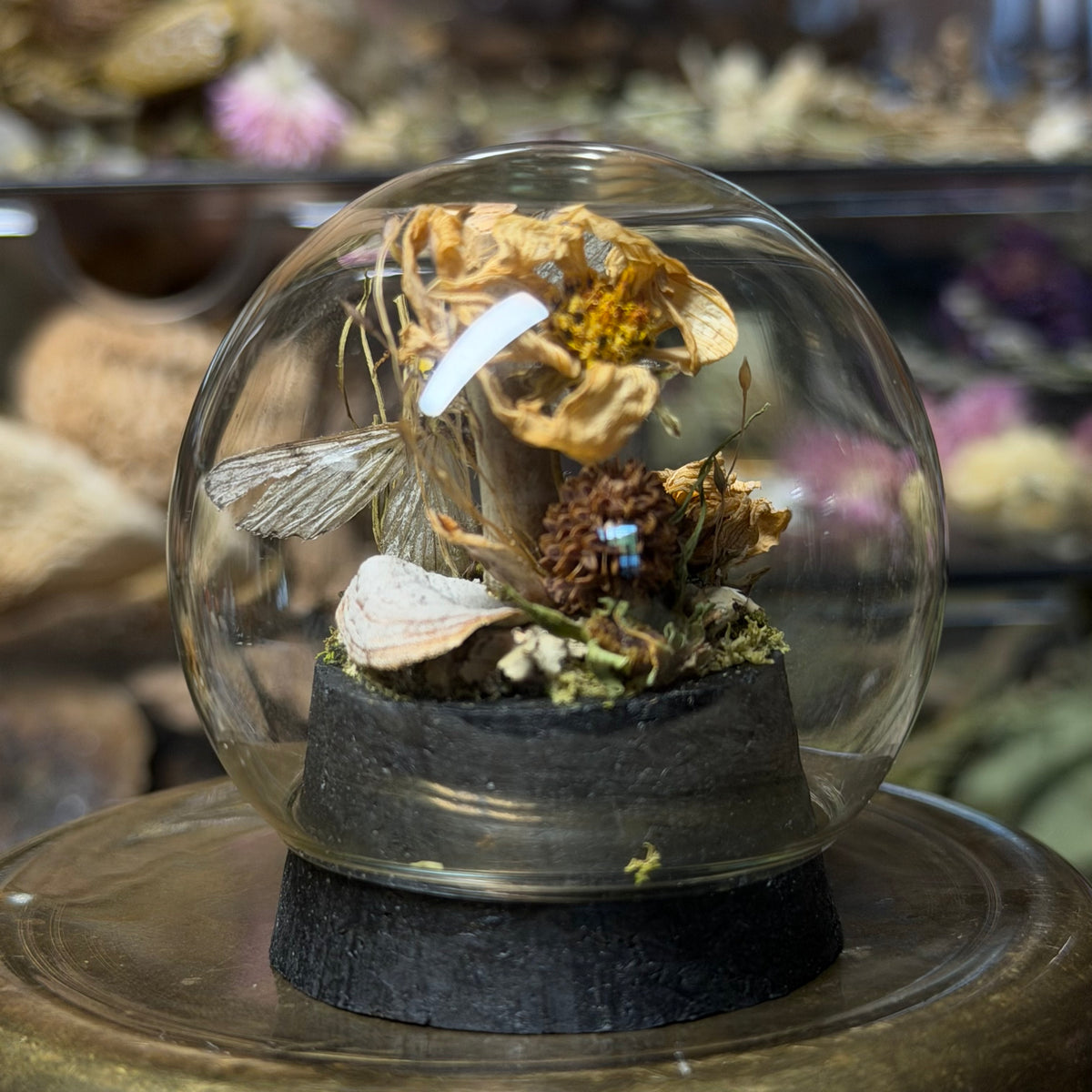 pale moth globe cloche