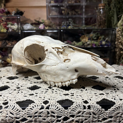 yearling doe skull top
