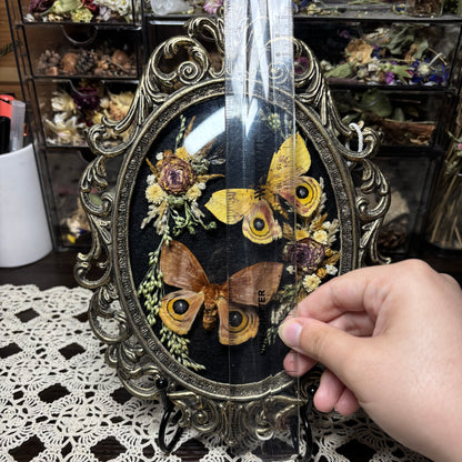 pair of io moths vintage frame