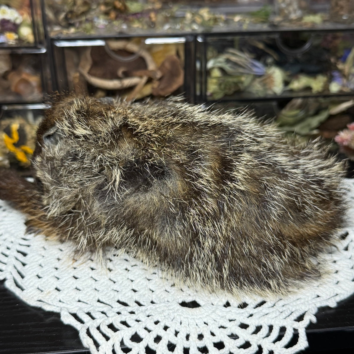 mummified baby groundhog (imperfect)
