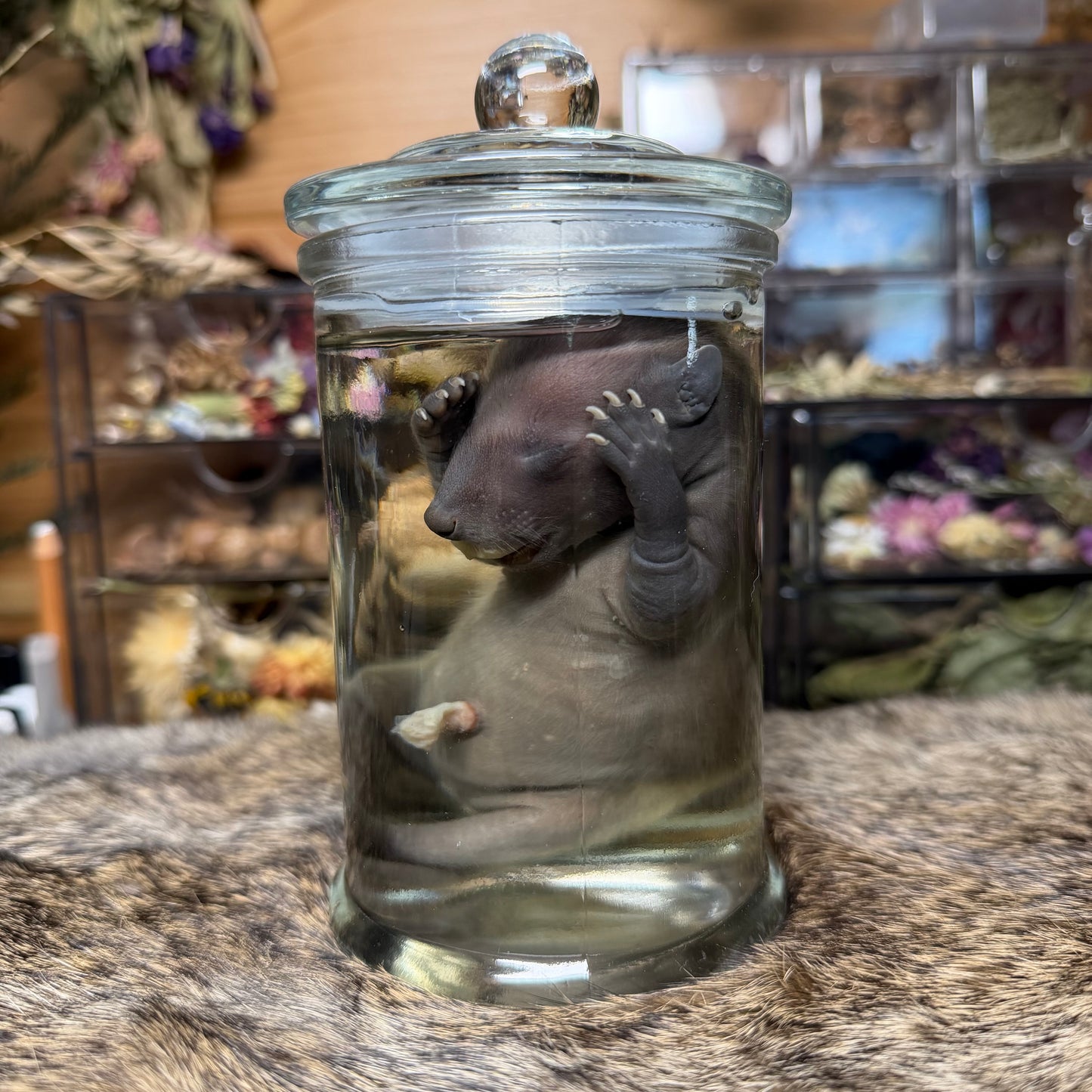 full term raccoon wet specimen