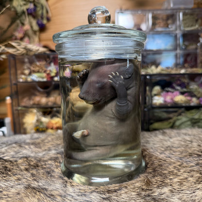 full term raccoon wet specimen