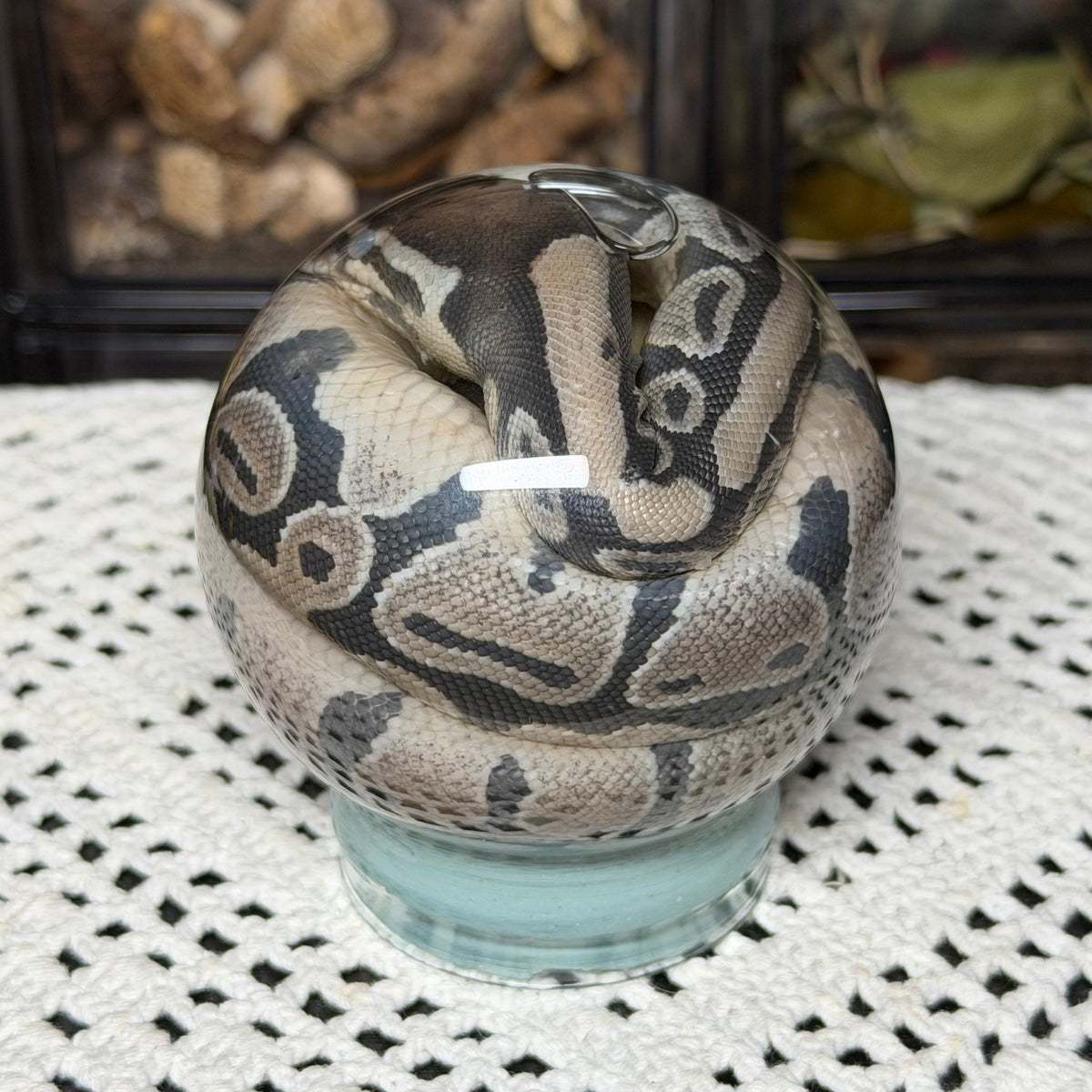 hatchling ball python globe wet specimen