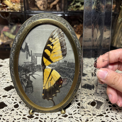tiger swallowtail wings vintage frame
