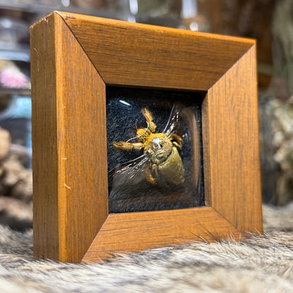 ‘yellow & gold’ carpenter bee mini vintage frame