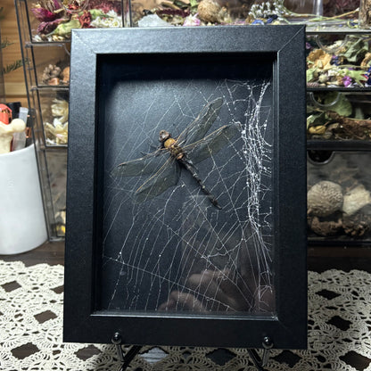 dragonfly & preserved web frame
