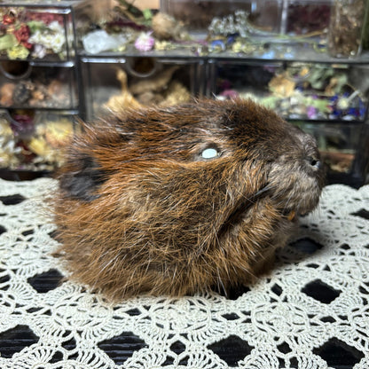 mummified adolescent beaver head