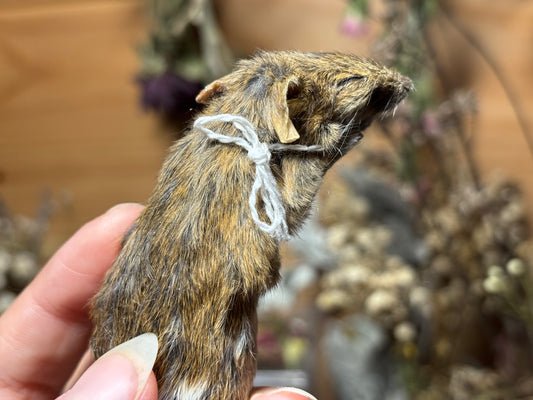 mummified brindle adult fancy mouse