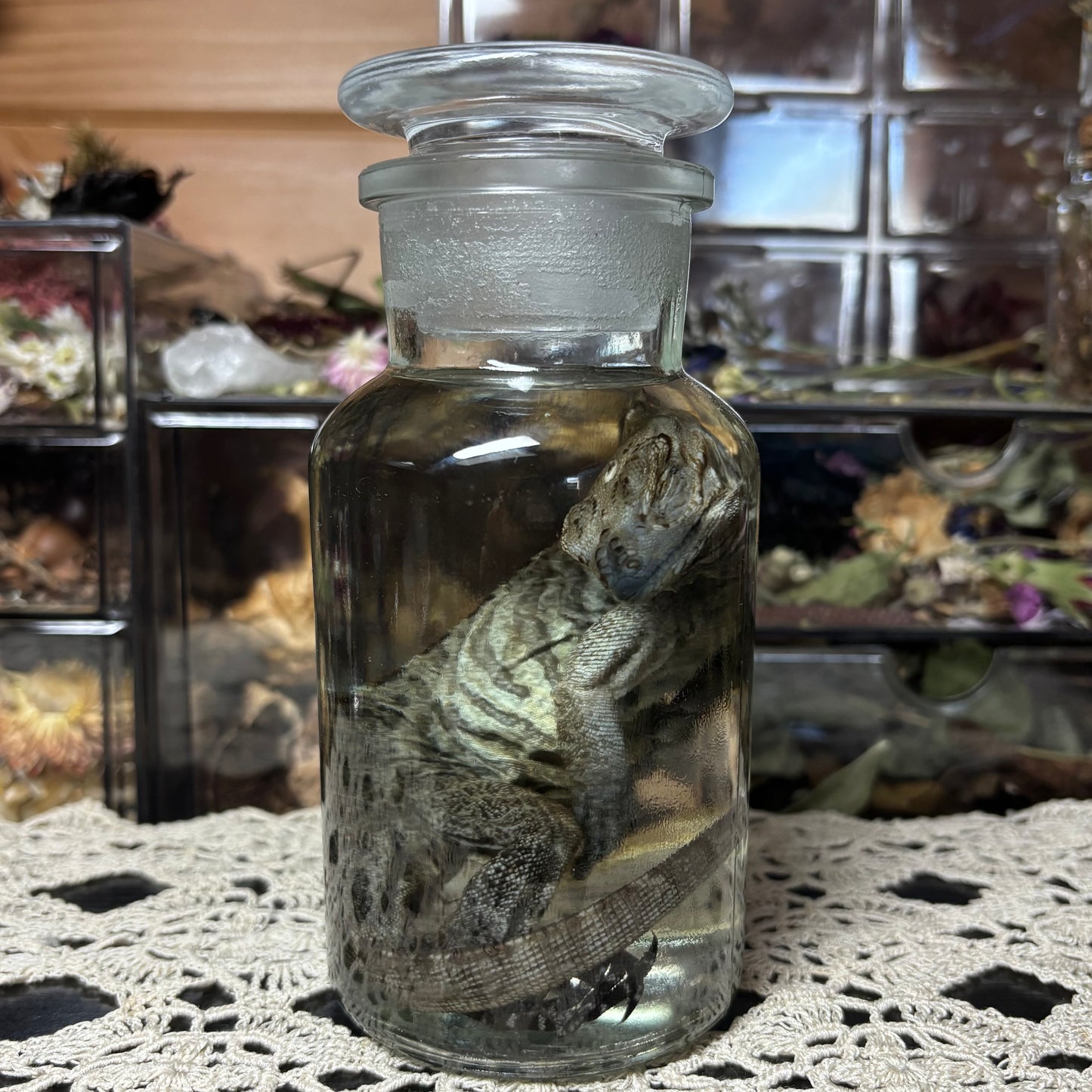 baby rhino iguana wet specimen
