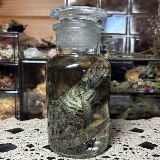 baby rhino iguana wet specimen