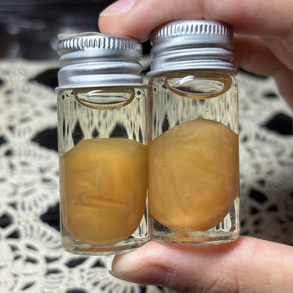 water snake egg wet specimen