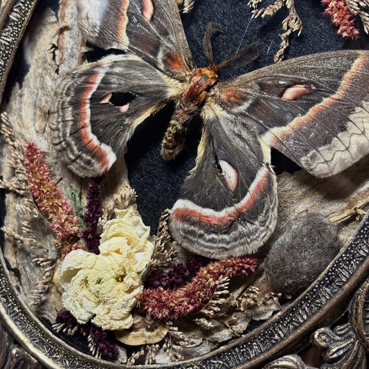cecropia moth vintage frame