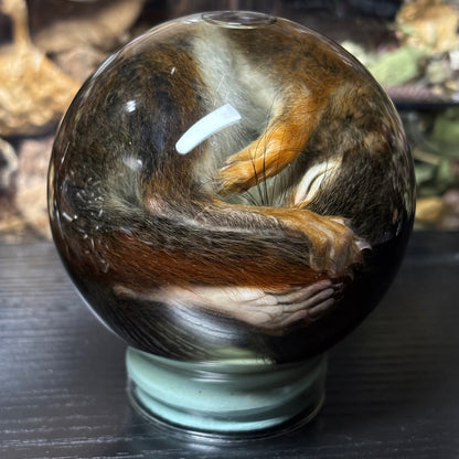 baby pine squirrel globe wet specimen