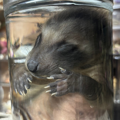 fuzzy baby raccoon wet specimen