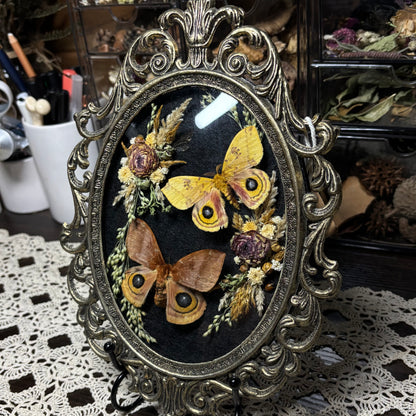 pair of io moths vintage frame