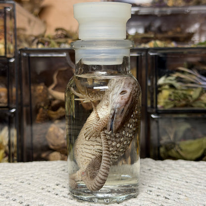 lizard spice jar wet specimens