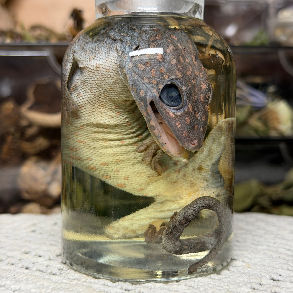 tokay gecko wet specimen