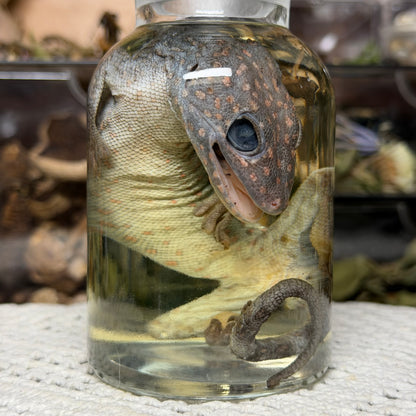 tokay gecko wet specimen