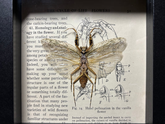 bark mantis frame