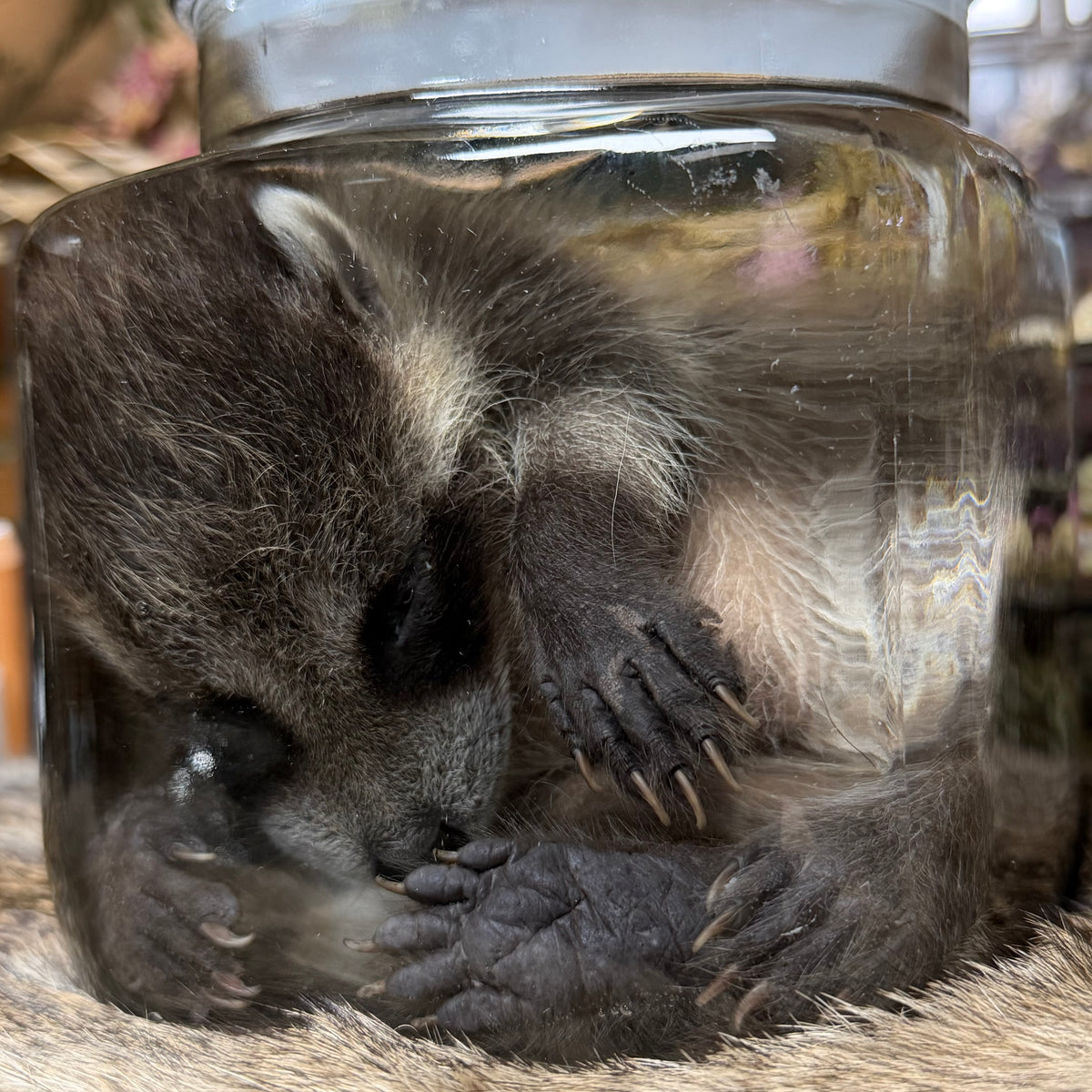 darling baby raccoon wet specimen