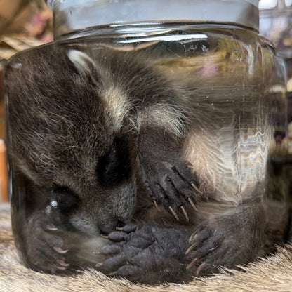 darling baby raccoon wet specimen