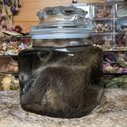 darling baby raccoon wet specimen