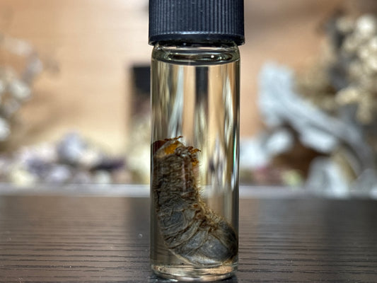 beetle grub wet specimen