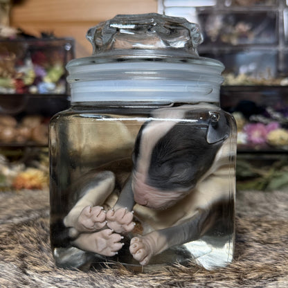 full-term bully puppy wet specimen