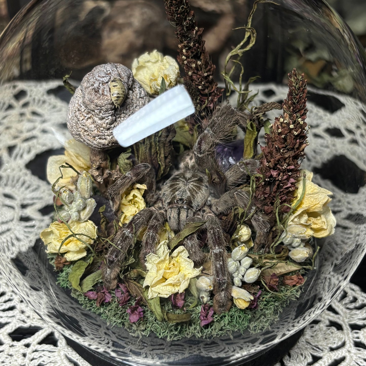 baboon tarantula globe shrine